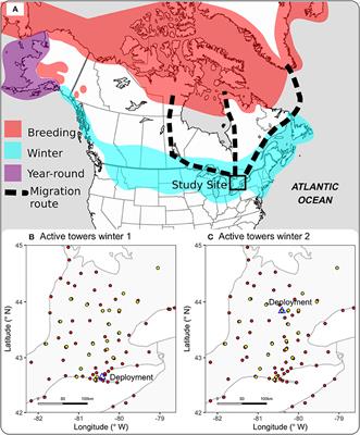 Tracking Landscape-Scale Movements of Snow Buntings and Weather-Driven Changes in Flock Composition During the Temperate Winter